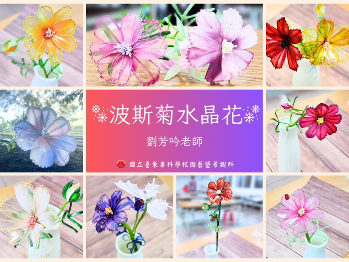《114年USR-Hub「閒」樂活農業-為台東注入新生力計畫》之 「波斯菊水晶花」圖片