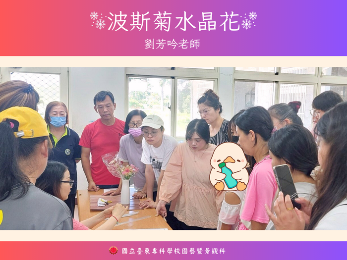 《114年USR-Hub「閒」樂活農業-為台東注入新生力計畫》之 「波斯菊水晶花」圖片