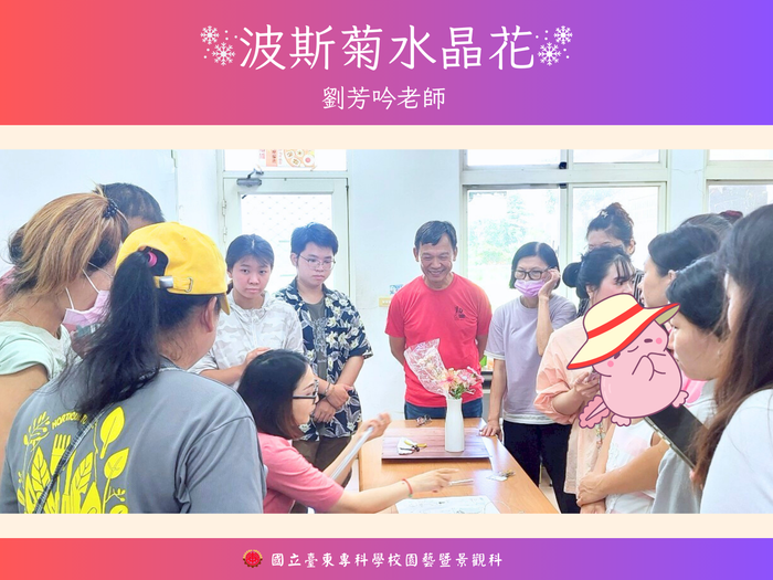 《114年USR-Hub「閒」樂活農業-為台東注入新生力計畫》之 「波斯菊水晶花」圖片