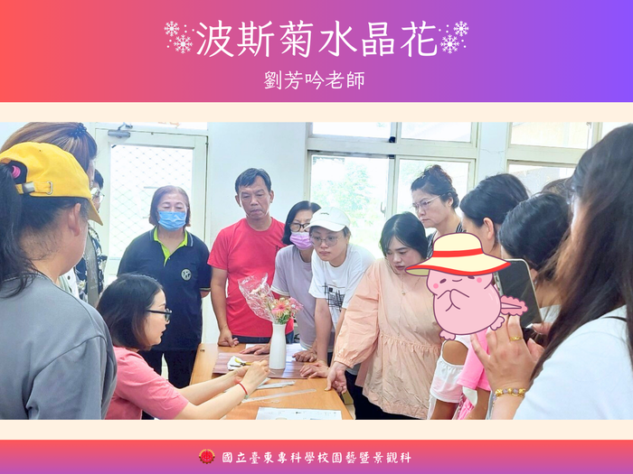 《114年USR-Hub「閒」樂活農業-為台東注入新生力計畫》之 「波斯菊水晶花」圖片