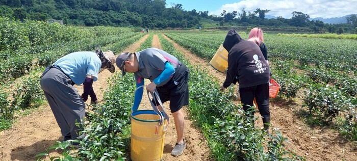 113-2課程參訪紀實|園藝科師生走訪林旺製茶廠,體驗製茶職人精神圖片