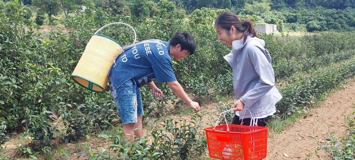 113-2課程參訪紀實|園藝科師生走訪林旺製茶廠,體驗製茶職人精神圖片