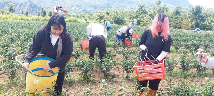 113-2課程參訪紀實|園藝科師生走訪林旺製茶廠,體驗製茶職人精神圖片