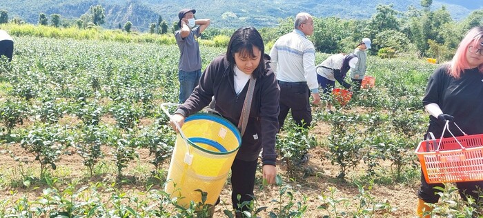113-2課程參訪紀實|園藝科師生走訪林旺製茶廠,體驗製茶職人精神圖片
