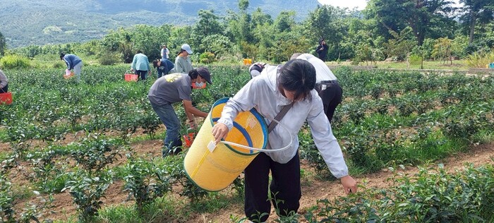 113-2課程參訪紀實|園藝科師生走訪林旺製茶廠,體驗製茶職人精神圖片