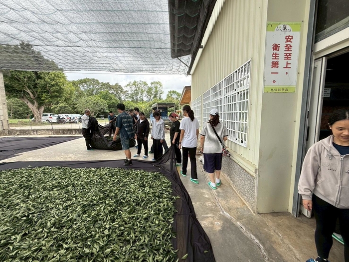 113-2課程參訪紀實|園藝科師生走訪林旺製茶廠,體驗製茶職人精神圖片