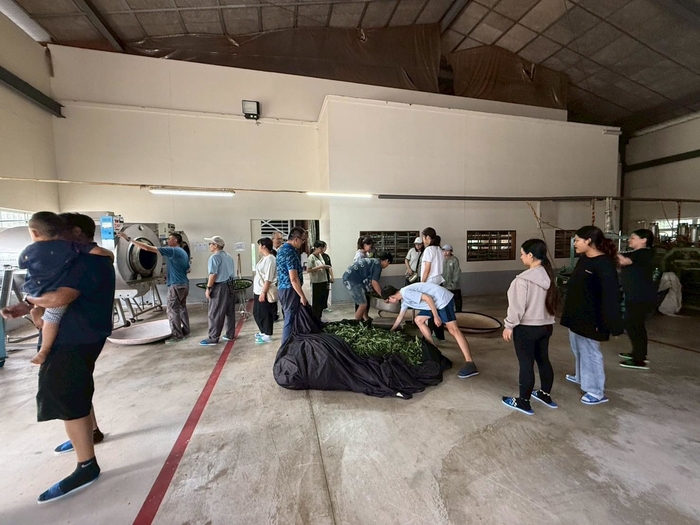 113-2課程參訪紀實|園藝科師生走訪林旺製茶廠,體驗製茶職人精神圖片