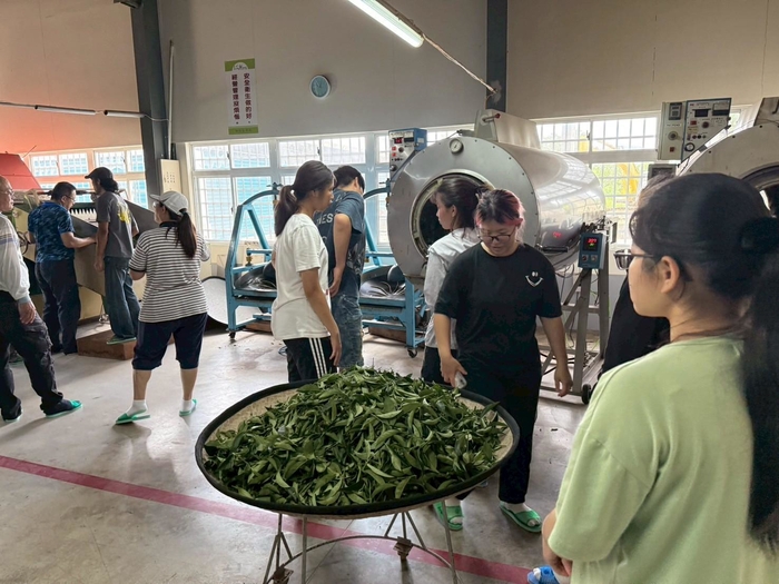 113-2課程參訪紀實|園藝科師生走訪林旺製茶廠,體驗製茶職人精神圖片