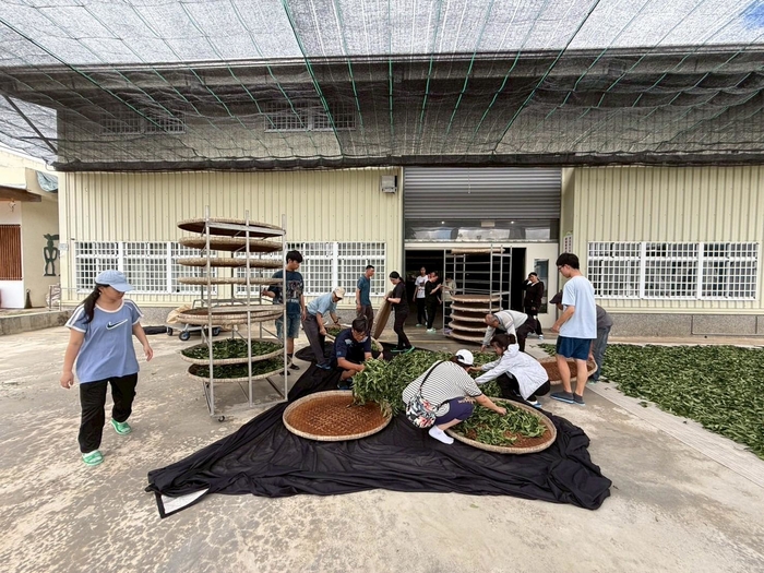 113-2課程參訪紀實|園藝科師生走訪林旺製茶廠,體驗製茶職人精神圖片